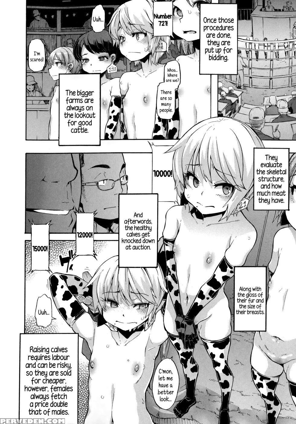 A Dairy Cow's Life 1