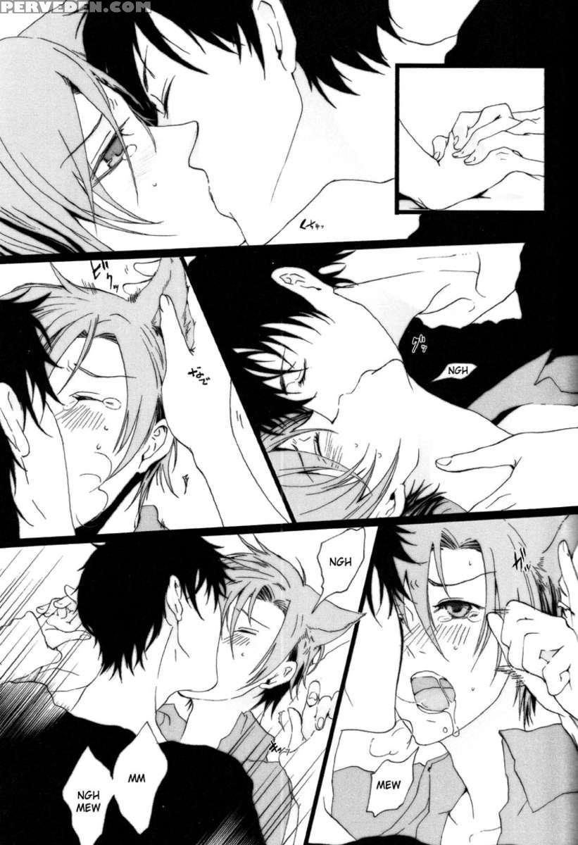 Catnip 1