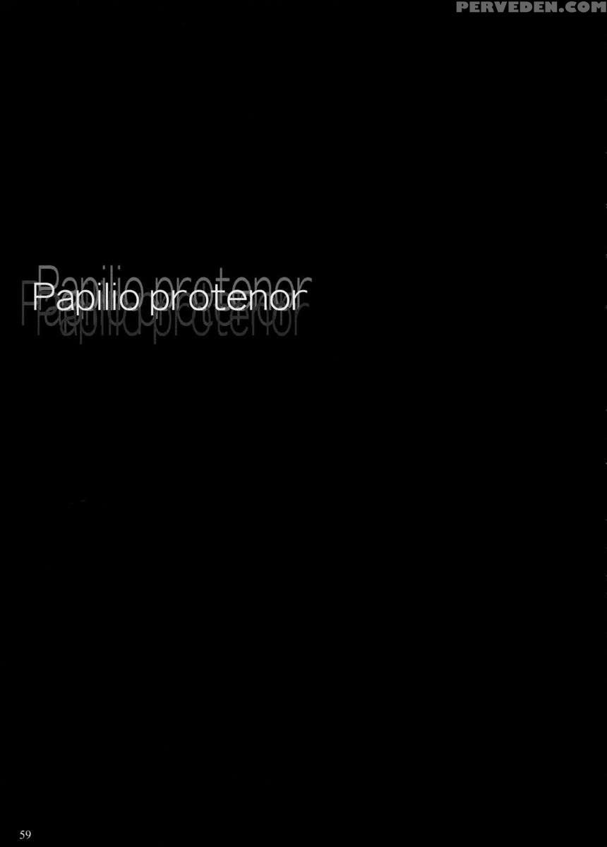 Papilio Protenor 1