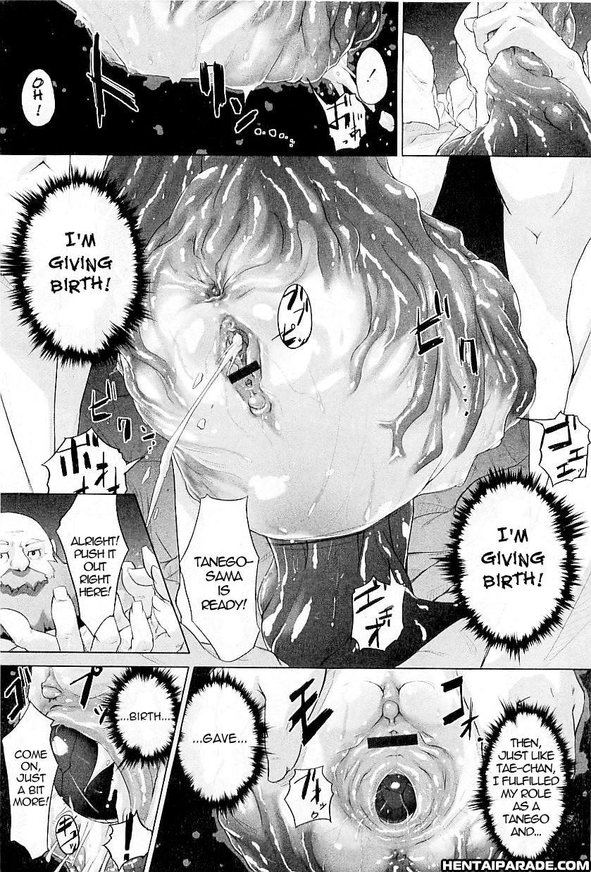 Tanego-sama 1
